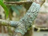 Coccocarpia pellita image