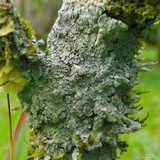 Coccocarpia pellita image