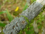 Coccocarpia pellita image
