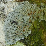 Coccocarpia pellita image