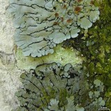 Coccocarpia palmicola image