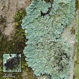 Image of Crocynia pyxinoides