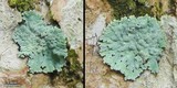 Crocynia pyxinoides image
