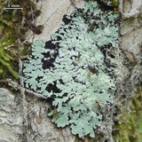 Crocynia pyxinoides image