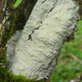 Diorygma poitaei image