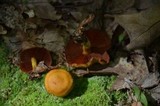 Cortinarius semisanguineus image