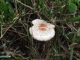 Lepiota cristata image