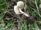 Lepiota cristata image