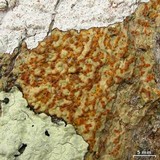 Image of Trypethelium aeneum