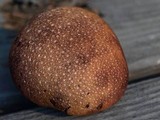 Fistulina hepatica image