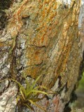 Trypethelium aeneum image