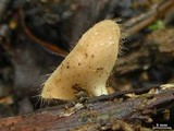 Cookeina tricholoma image