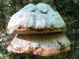 Fomes excavatus image