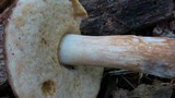 Xanthoconium purpureum image