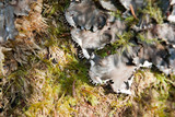 Peltigera horizontalis image