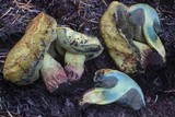 Gastroboletus turbinatus image