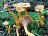 Cantharellus ignicolor image