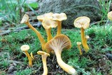 Cantharellus ignicolor image