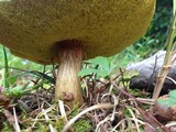 Aureoboletus innixus image