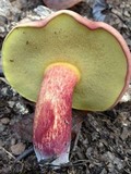 Boletochaete bicolor image