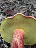 Boletochaete bicolor image