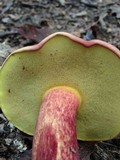 Boletochaete bicolor image