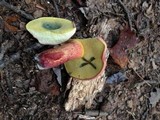 Boletochaete bicolor image