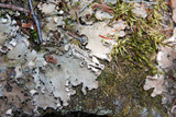 Peltigera rufescens image