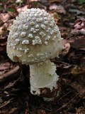 Amanita canescens image