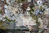 Peltigera rufescens image