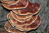 Ganoderma sessile image