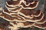 Ganoderma sessile image