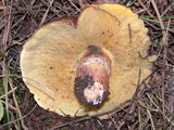 Suillus luteus image