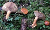 Lactarius porninsis image