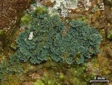 Coccocarpia prostrata image