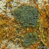 Coccocarpia prostrata image