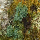 Coccocarpia prostrata image