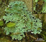 Crocynia pyxinoides image