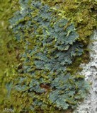 Coccocarpia prostrata image