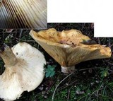 Lactarius scrobiculatus image