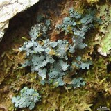 Coccocarpia pellita image