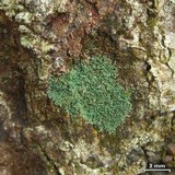 Coccocarpia prostrata image