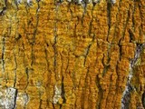 Trypethelium aeneum image