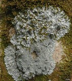 Coccocarpia pellita image