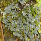 Coccocarpia palmicola image