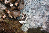 Peltigera praetextata image
