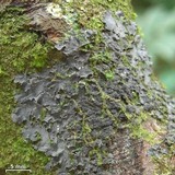 Leptogium cyanescens image