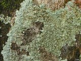 Dirinaria aegialita image