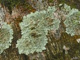 Dirinaria aegialita image