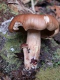 Tricholoma transmutans image